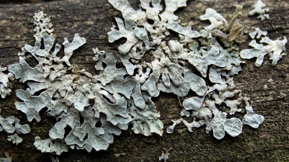 Лишайники могут уничтожить дерево