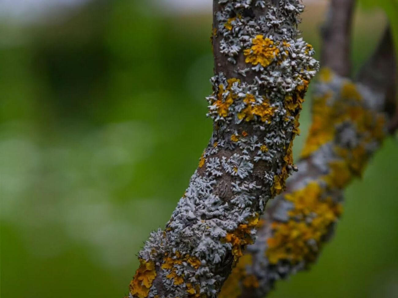 Лишайники не призводять до загибелі дерев, а сигналізують про проблеми
