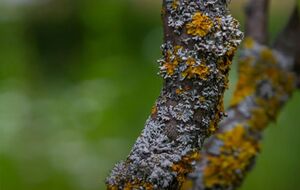 Лишайники не призводять до загибелі дерев, а сигналізують про проблеми