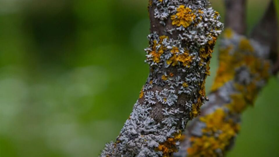 Лишайники не приводят к гибели деревьев, а сигнализируют о проблемах