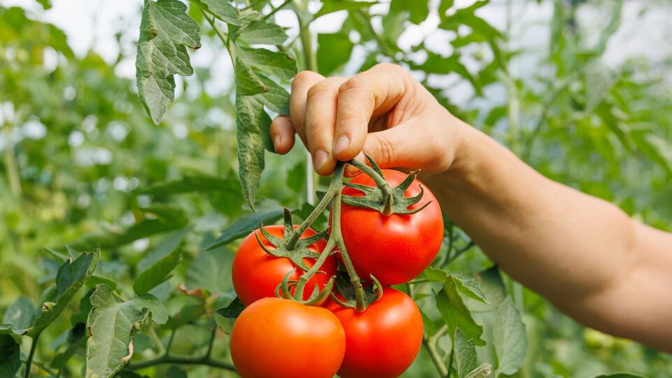 Томаты дадут здоровый урожай