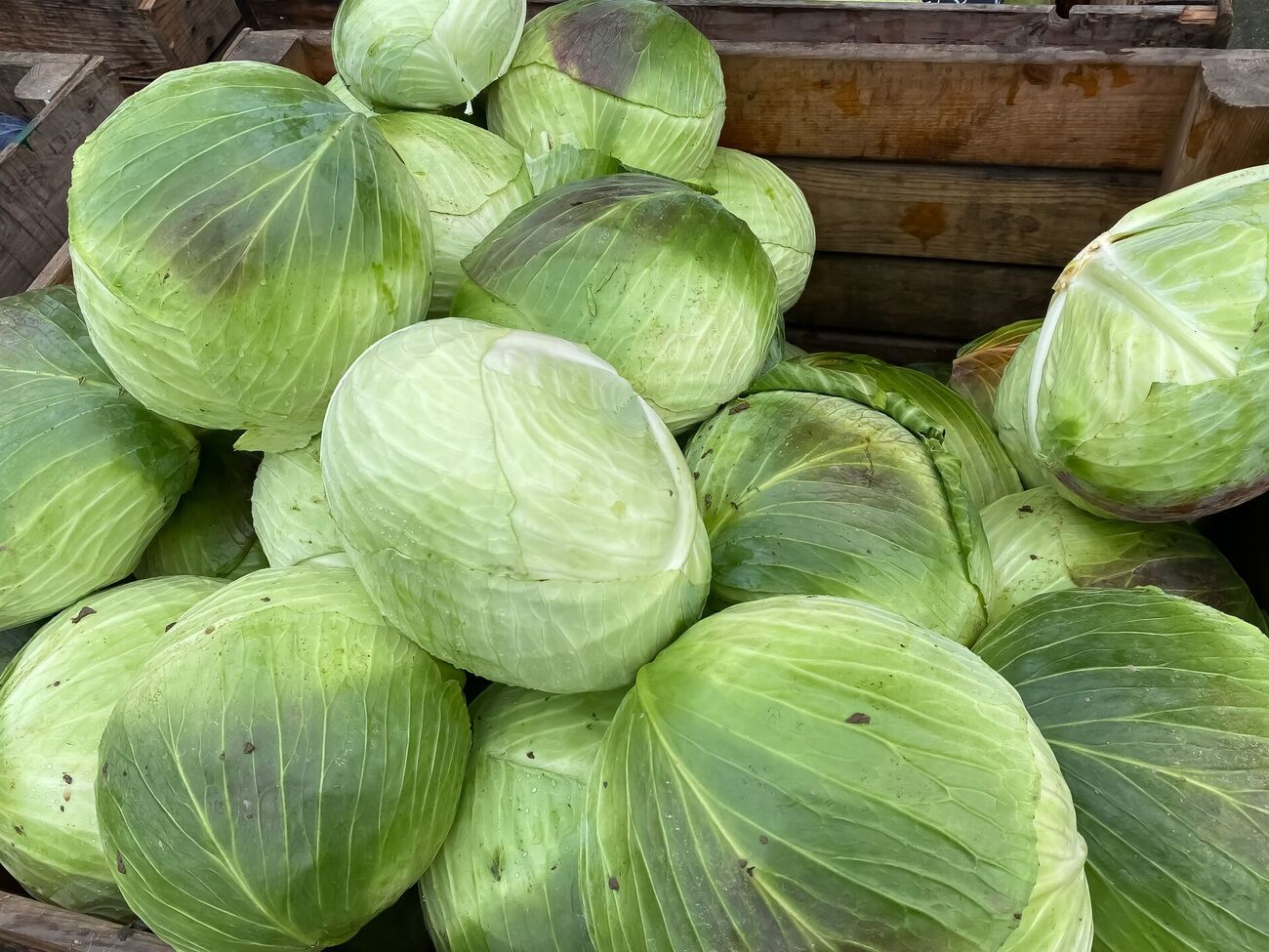 Выкапывайте или срезайте капусту в сухую погоду