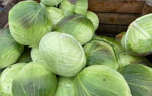 Выкапывайте или срезайте капусту в сухую погоду