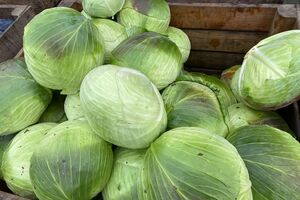 Выкапывайте или срезайте капусту в сухую погоду