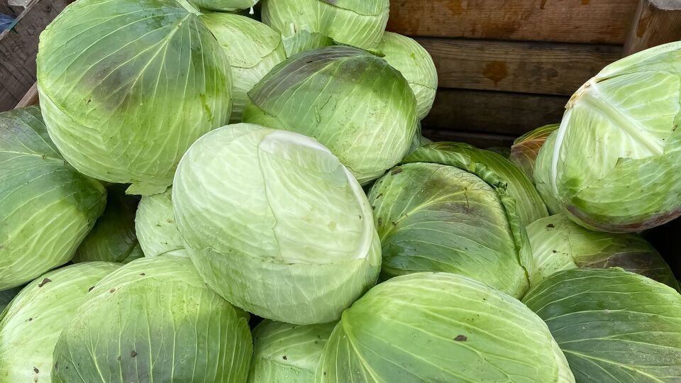 Выкапывайте или срезайте капусту в сухую погоду