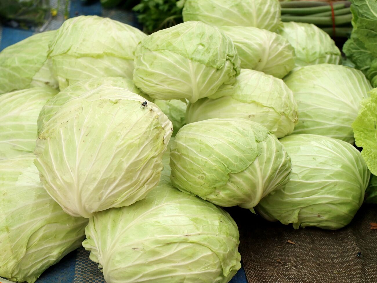 Идеальные условия для капусты 0…+2 °C и 95% влажности