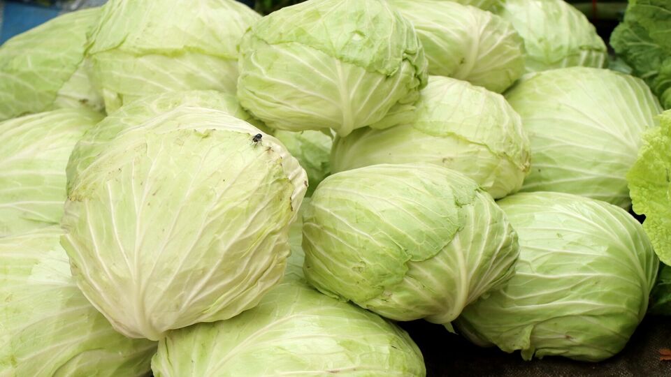 Идеальные условия для капусты 0…+2 °C и 95% влажности