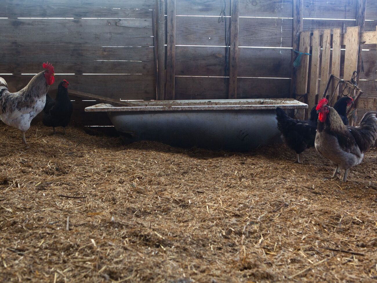 Куры будут чувствовать себя комфортно в таком курятнике.