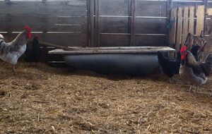 Куры будут чувствовать себя комфортно в таком курятнике.