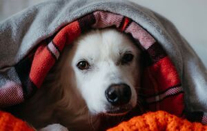 Регулярное проветривание одеял на морозе поможет увеличить интервал между стирками, но не заменит их