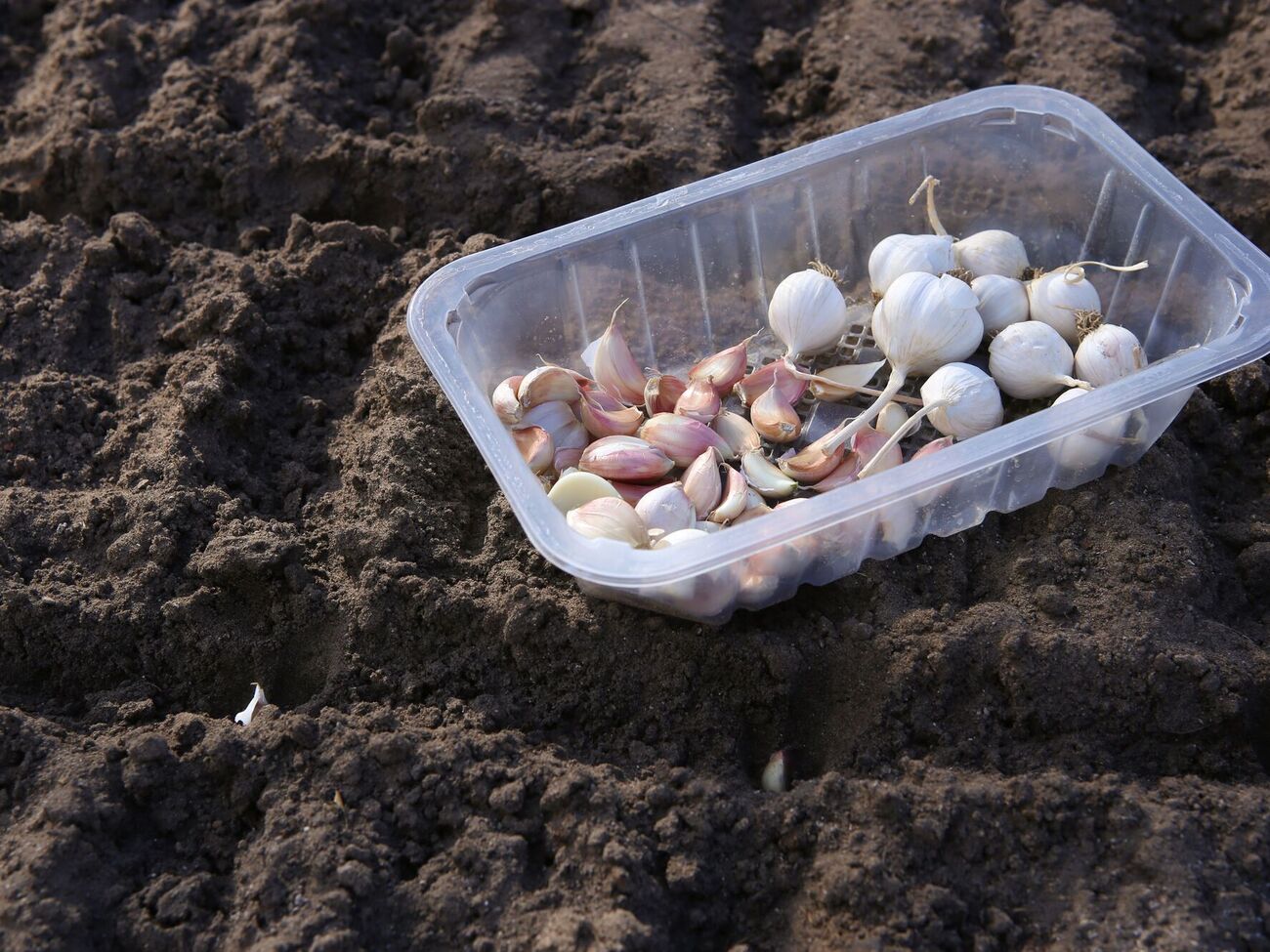 Городники рекомендують внести попіл із розрахунку одна склянка на 1 м²