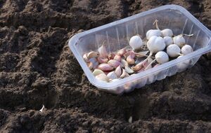 Городники рекомендують внести попіл із розрахунку одна склянка на 1 м²