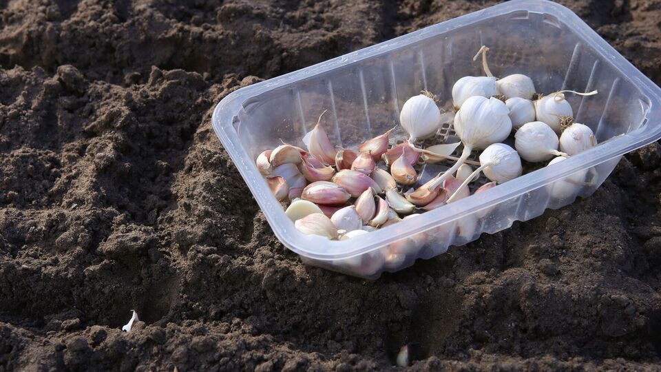 Огородники рекомендуют внести золу из расчета один стакан на 1 м²