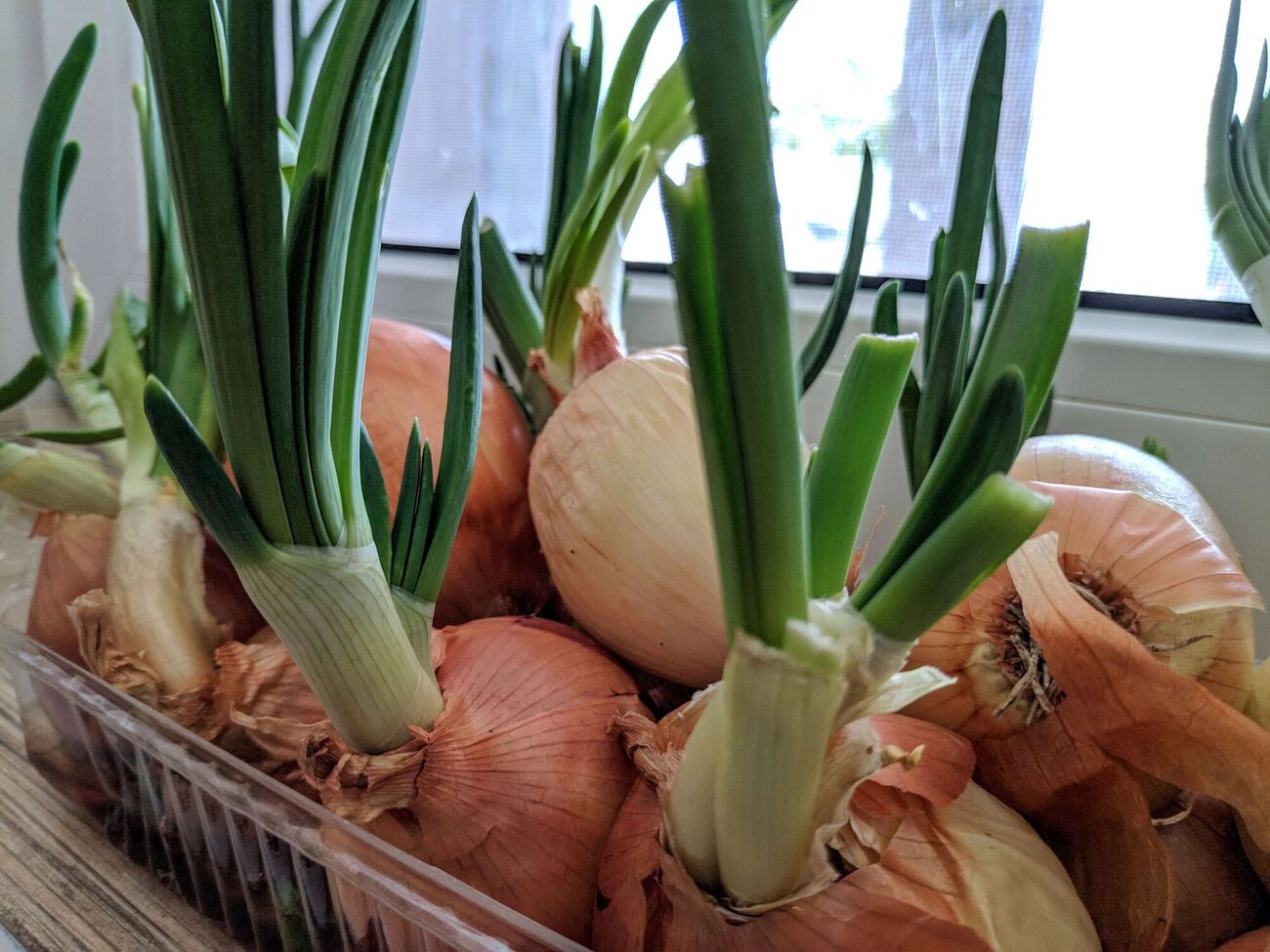 Для проращивания лука в лотках из-под яиц земля не нужна