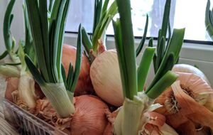 Для проращивания лука в лотках из-под яиц земля не нужна