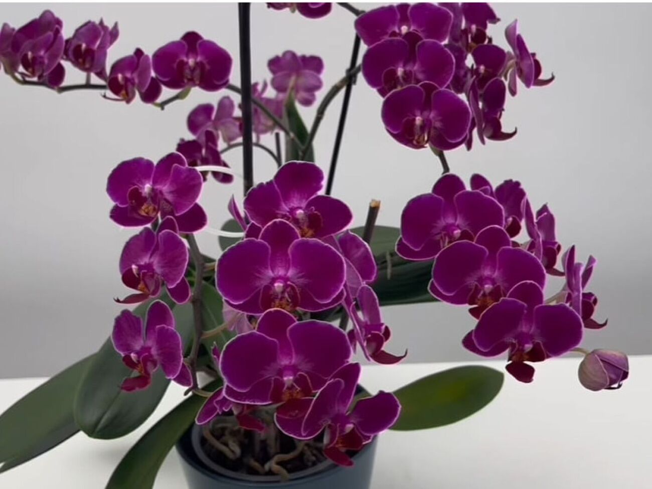 Куркума является мощным антиоксидантом, который защищает растения от грибковых инфекций и корневой гнили