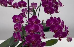 Куркума является мощным антиоксидантом, который защищает растения от грибковых инфекций и корневой гнили