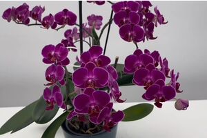 Куркума является мощным антиоксидантом, который защищает растения от грибковых инфекций и корневой гнили