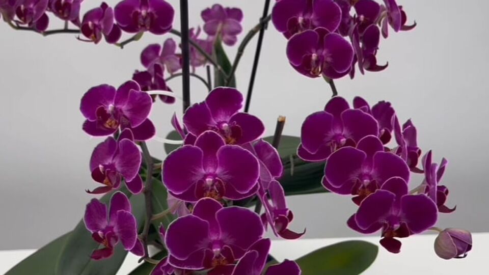 Куркума является мощным антиоксидантом, который защищает растения от грибковых инфекций и корневой гнили