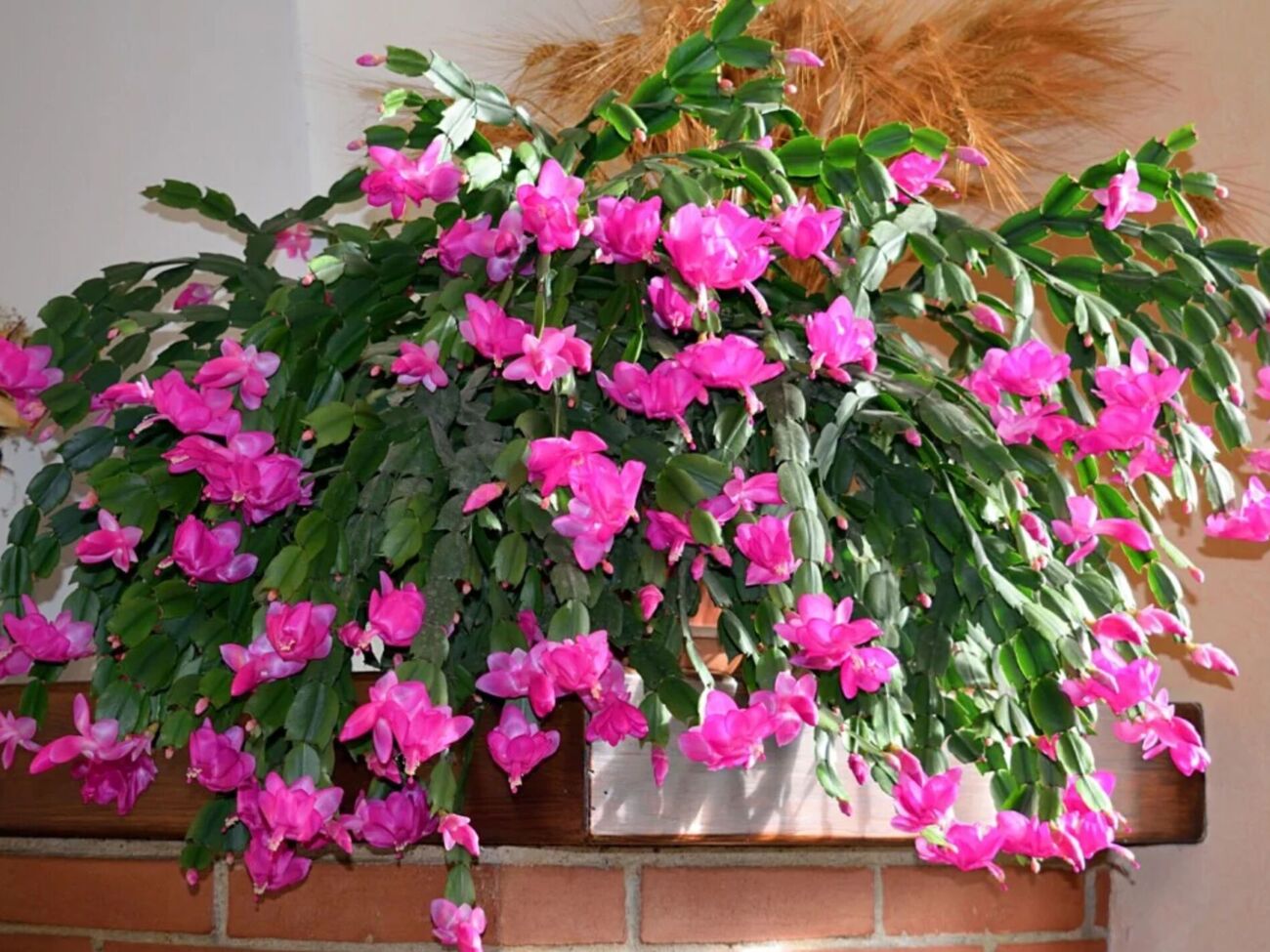 Цветовод выложила мануал, согласно которому рождественский кактус будет цвести каждый год