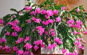 Цветовод выложила мануал, согласно которому рождественский кактус будет цвести каждый год