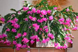 Цветовод выложила мануал, согласно которому рождественский кактус будет цвести каждый год