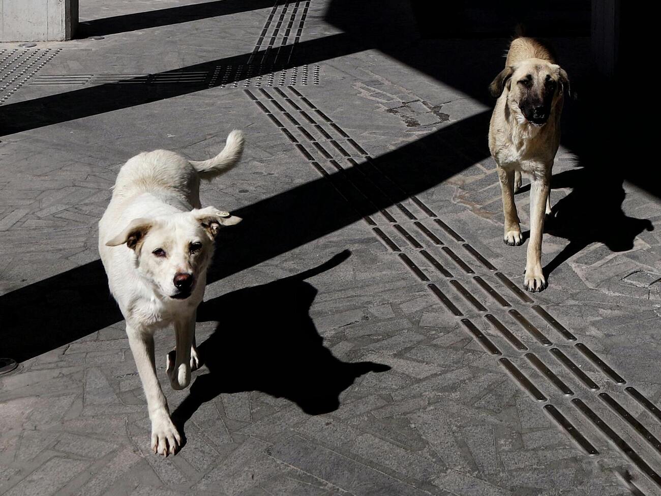 ЦНС: Оккупанты уничтожили коммунальные службы, которые отвечали за отлов, стерилизацию и содержание животных