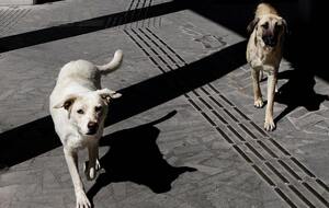 ЦНС: Оккупанты уничтожили коммунальные службы, которые отвечали за отлов, стерилизацию и содержание животных