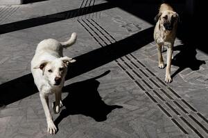 ЦНС: Оккупанты уничтожили коммунальные службы, которые отвечали за отлов, стерилизацию и содержание животных