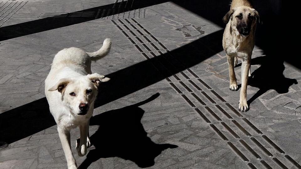 ЦНС: Окупанти знищили комунальні служби, які відповідали за вилов, стерилізацію й утримання тварин