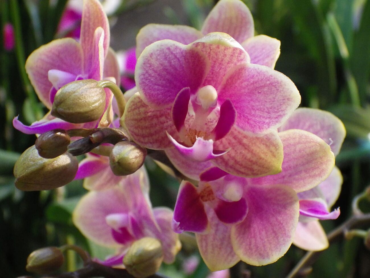 Протирать листья орхидеи настоем нужно после каждого полива