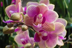 Протирати листя орхідеї настоєм потрібно після кожного поливу