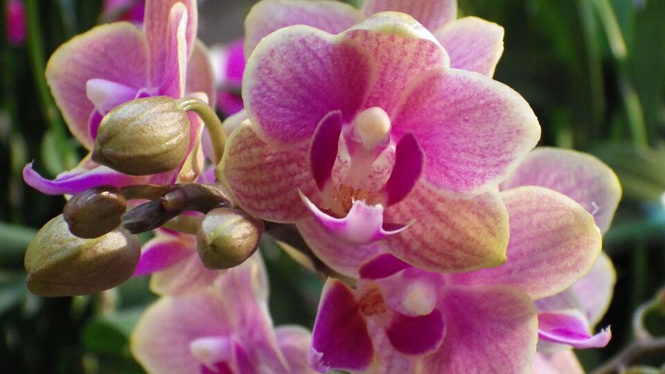 Протирати листя орхідеї настоєм потрібно після кожного поливу