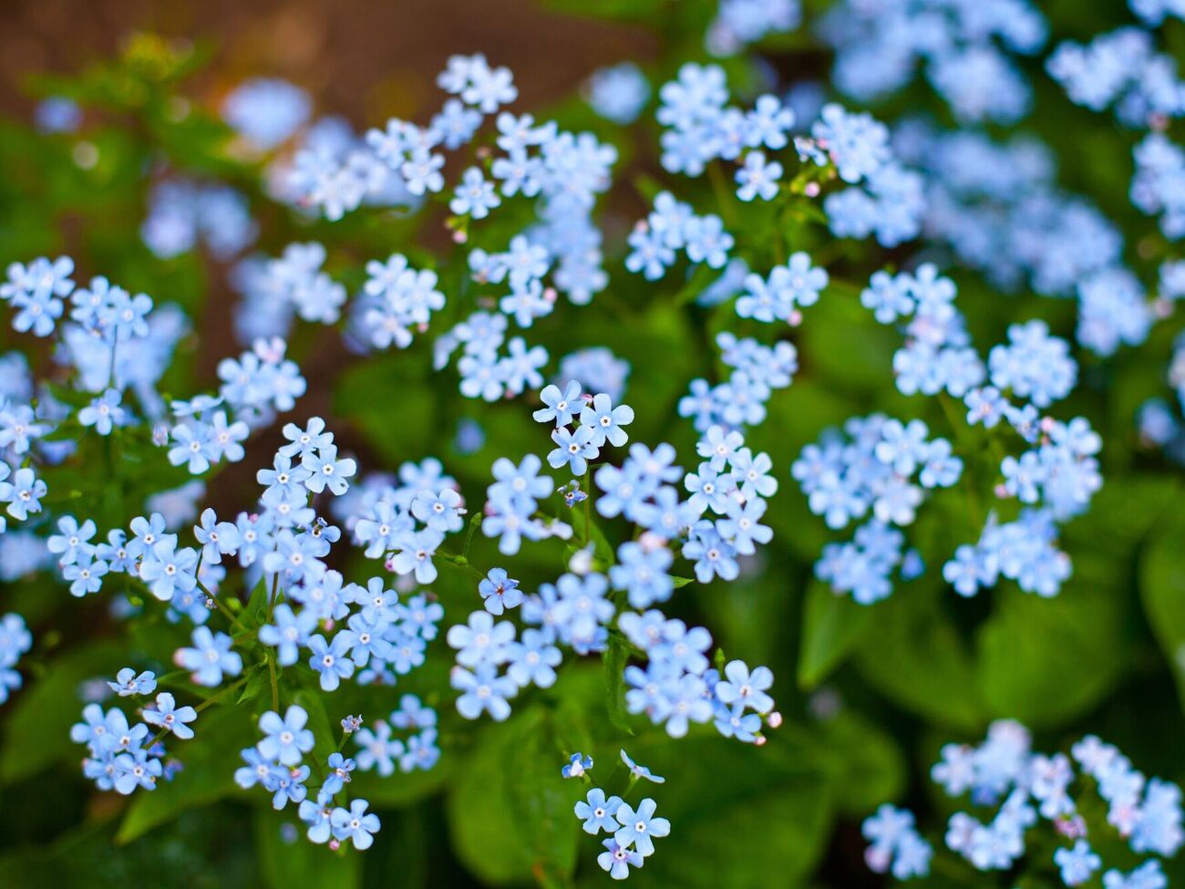 Цветы будут радовать глаз весной