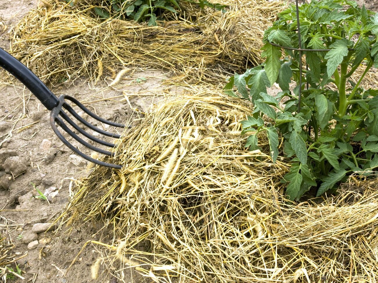 Если хотите использовать систему "некопания", первый год потратьте на подготовку почвы