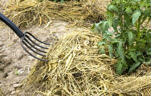 Если хотите использовать систему "некопания", первый год потратьте на подготовку почвы