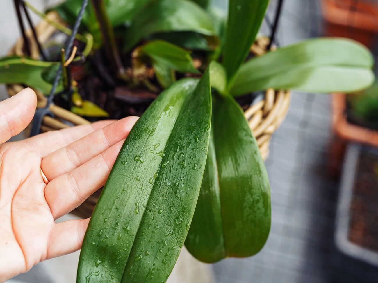 Орхидеи лучше всего ставить в хорошо освещенном месте