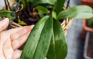 Орхидеи лучше всего ставить в хорошо освещенном месте