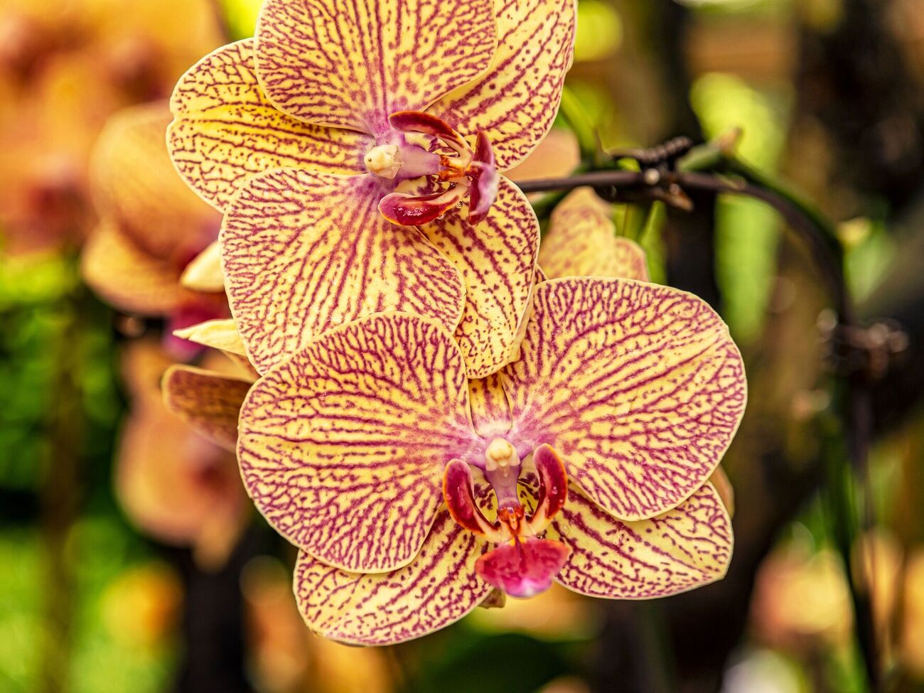 Цветы будут большими и яркими