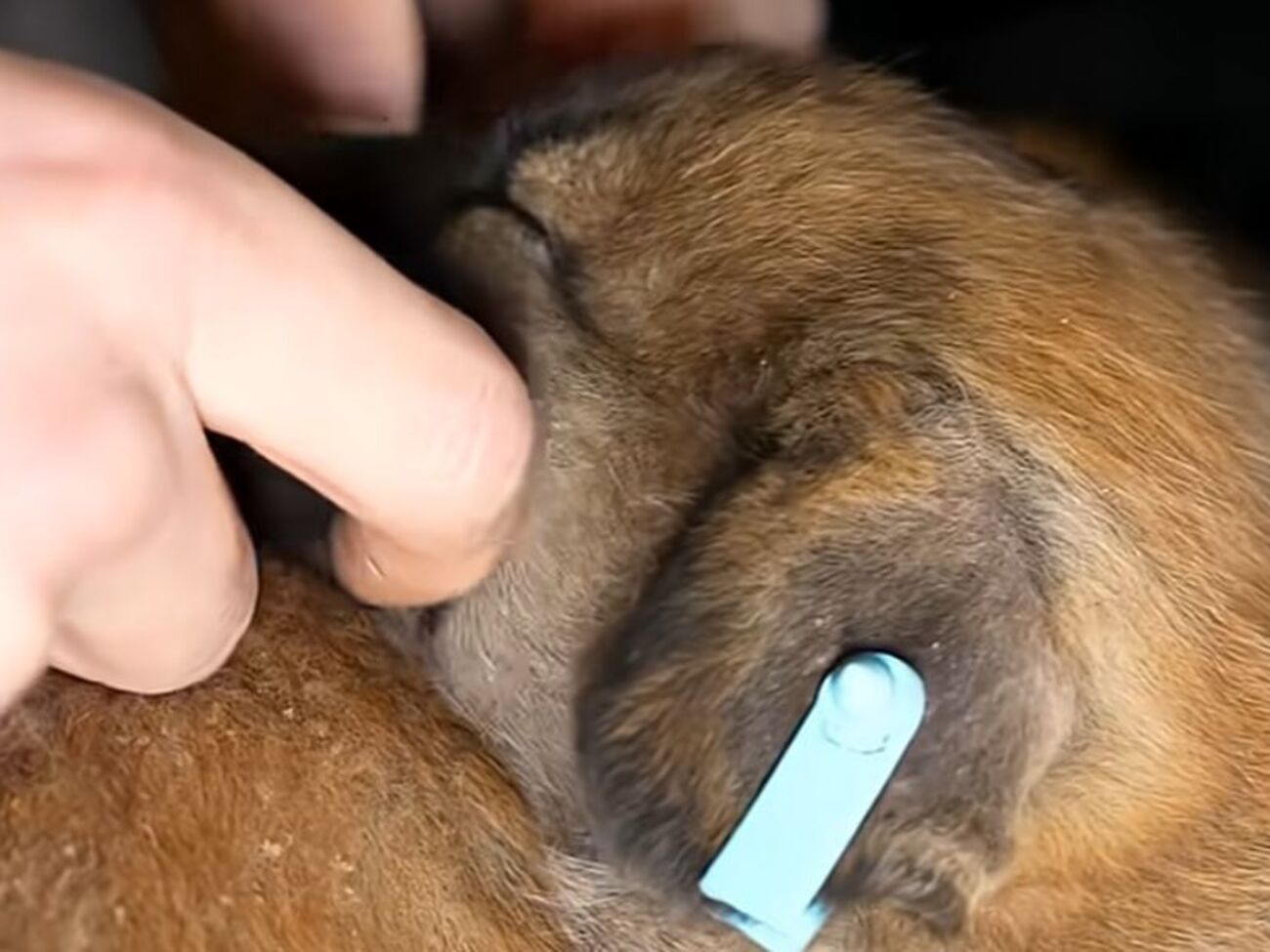 Щенков спасли с фронта