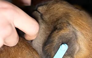 Щенков спасли с фронта