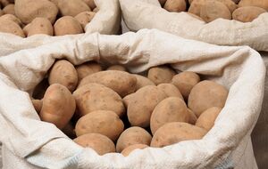 Картофель сорта "Ривьера" весит около 120 г