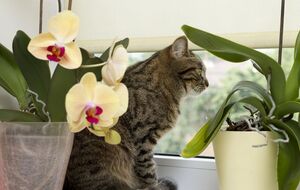 Раствором аспирина нужно опрыскивать и поливать комнатные растения два-три раза в неделю