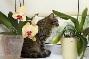 Раствором аспирина нужно опрыскивать и поливать комнатные растения два-три раза в неделю