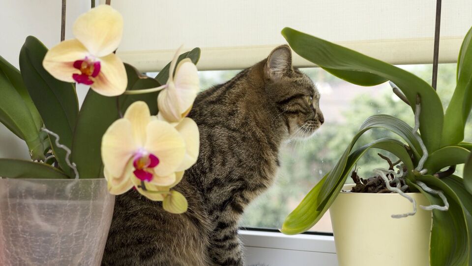 Раствором аспирина нужно опрыскивать и поливать комнатные растения два-три раза в неделю