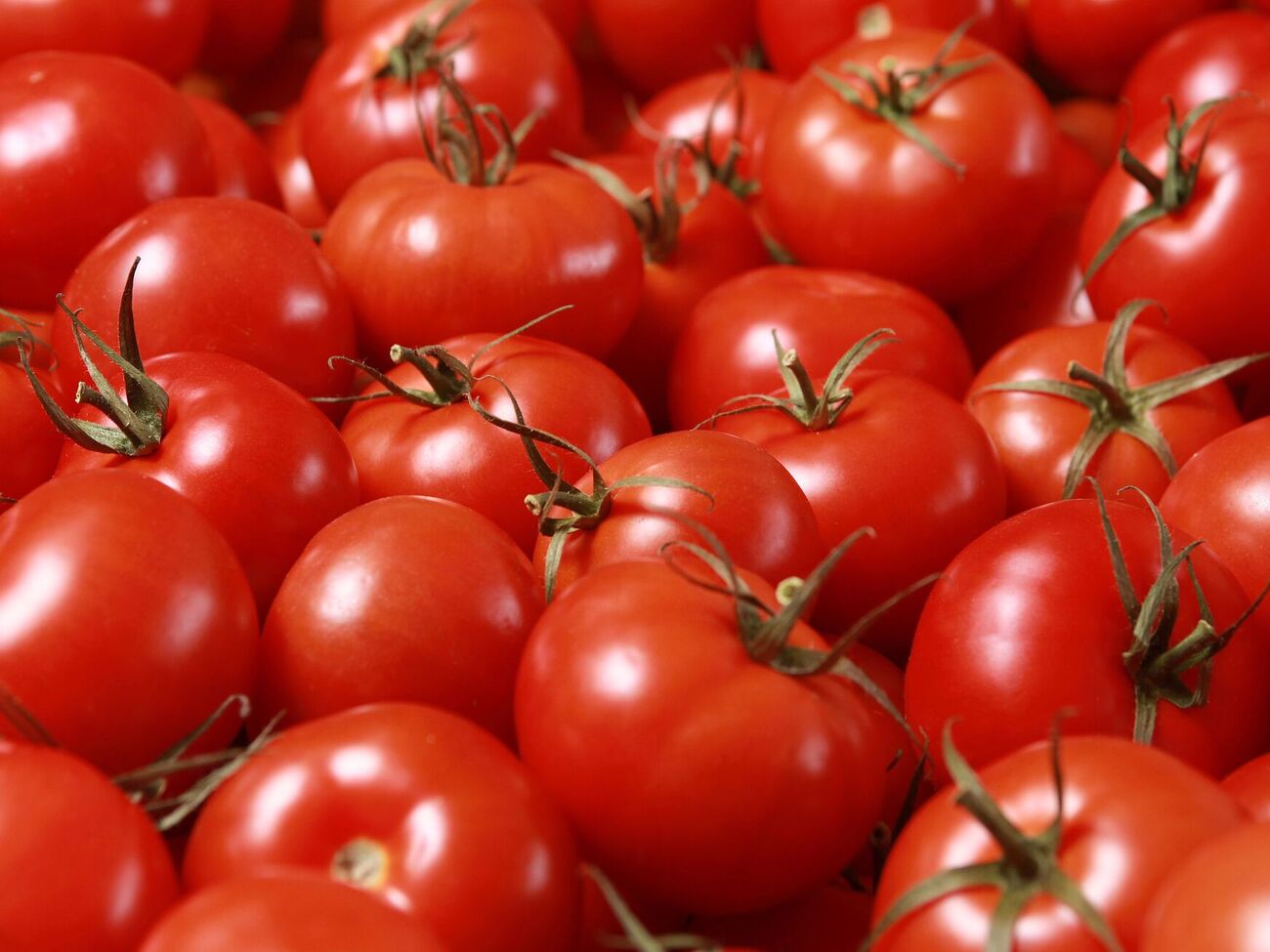 Томаты некоторых сортов дают стабильный урожай