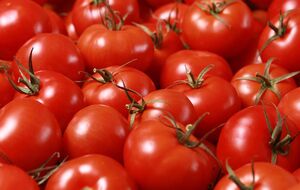 Томати деяких сортів дають стабільний урожай