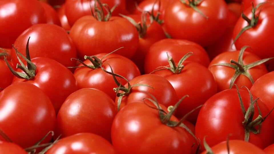 Томати деяких сортів дають стабільний урожай