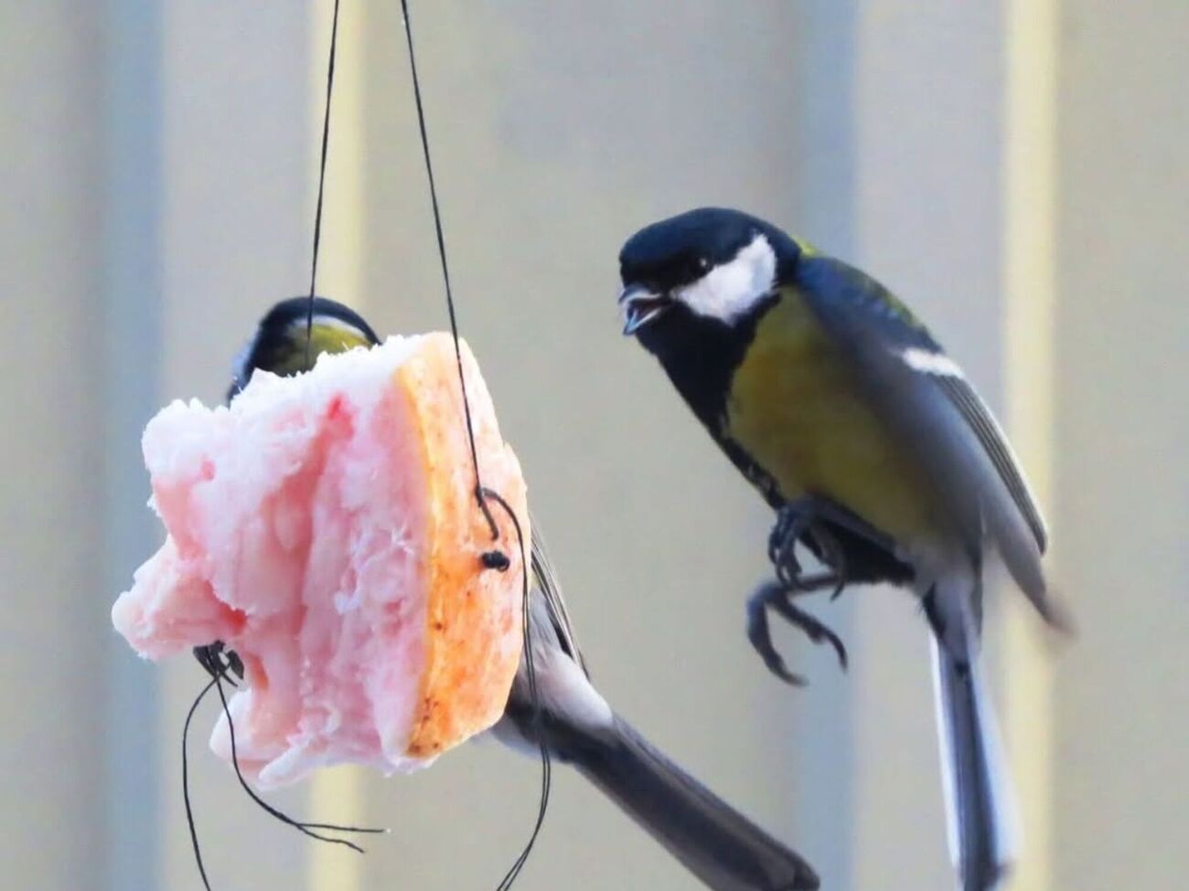 Кроме сала, в кормушки можно положить орехи, подсолнечник, семена тыквы, дыни, арбуза