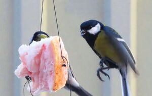 Крім сала, у годівнички можна покласти горіхи, соняшник, насіння гарбуза, дині, кавуна